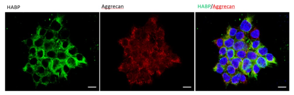 investigating-glycans-shedding-new-light-the-dark