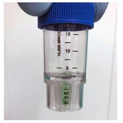 含有绿色互联-19蛋白的管，其颜色是峰值与biliverdin结合的结果。