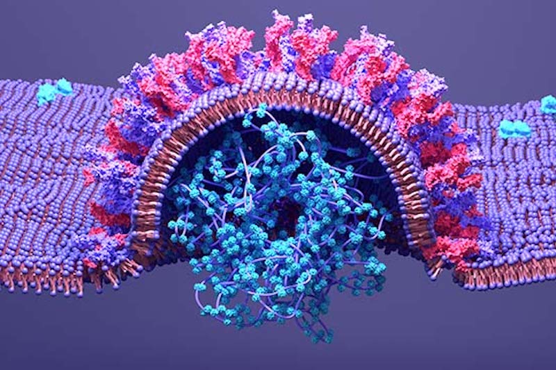 mutant-spike-proteins-amp-antigens-sarscov2-variant