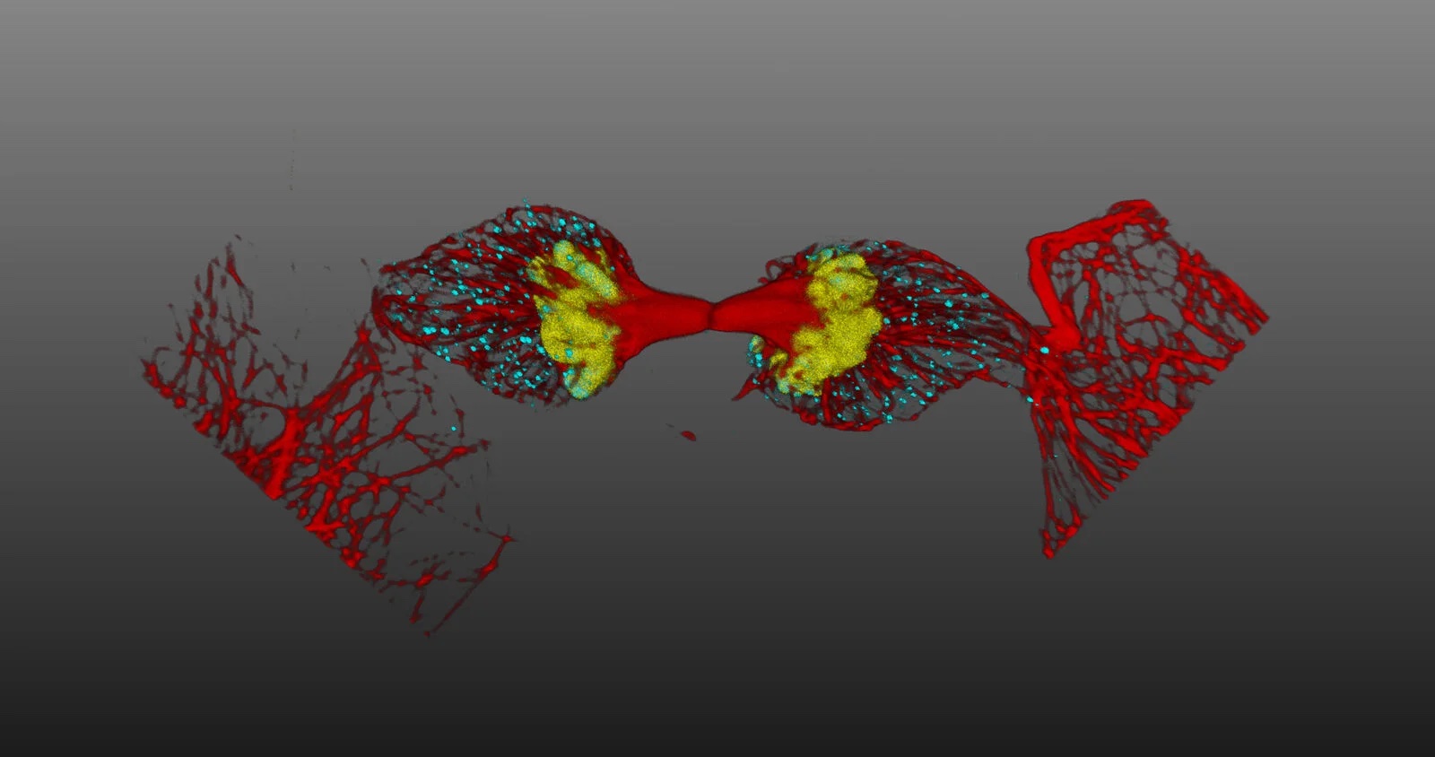 aibased-rare-event-detection-harnesses-the-capabilities