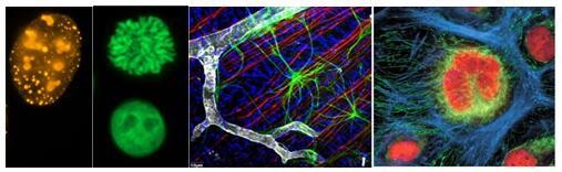 BOC-Sciences-Launches-Fluorescent-Labeling-Service