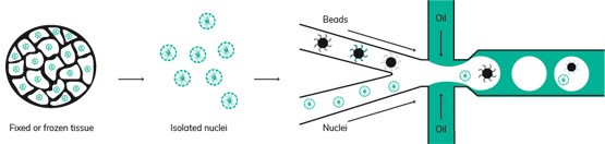 Dolomite-Bio-Launches-High-Single-Nuclei-Profiling-Nadia-Platform